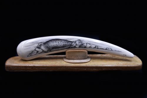 SPOTTED HARBOR SEAL SCRIMSHAW